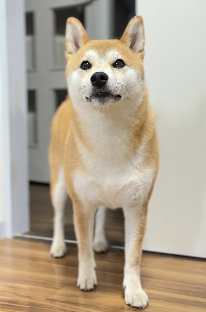 柴犬つくね🐾 (@shiba_tukune) / Posts / X