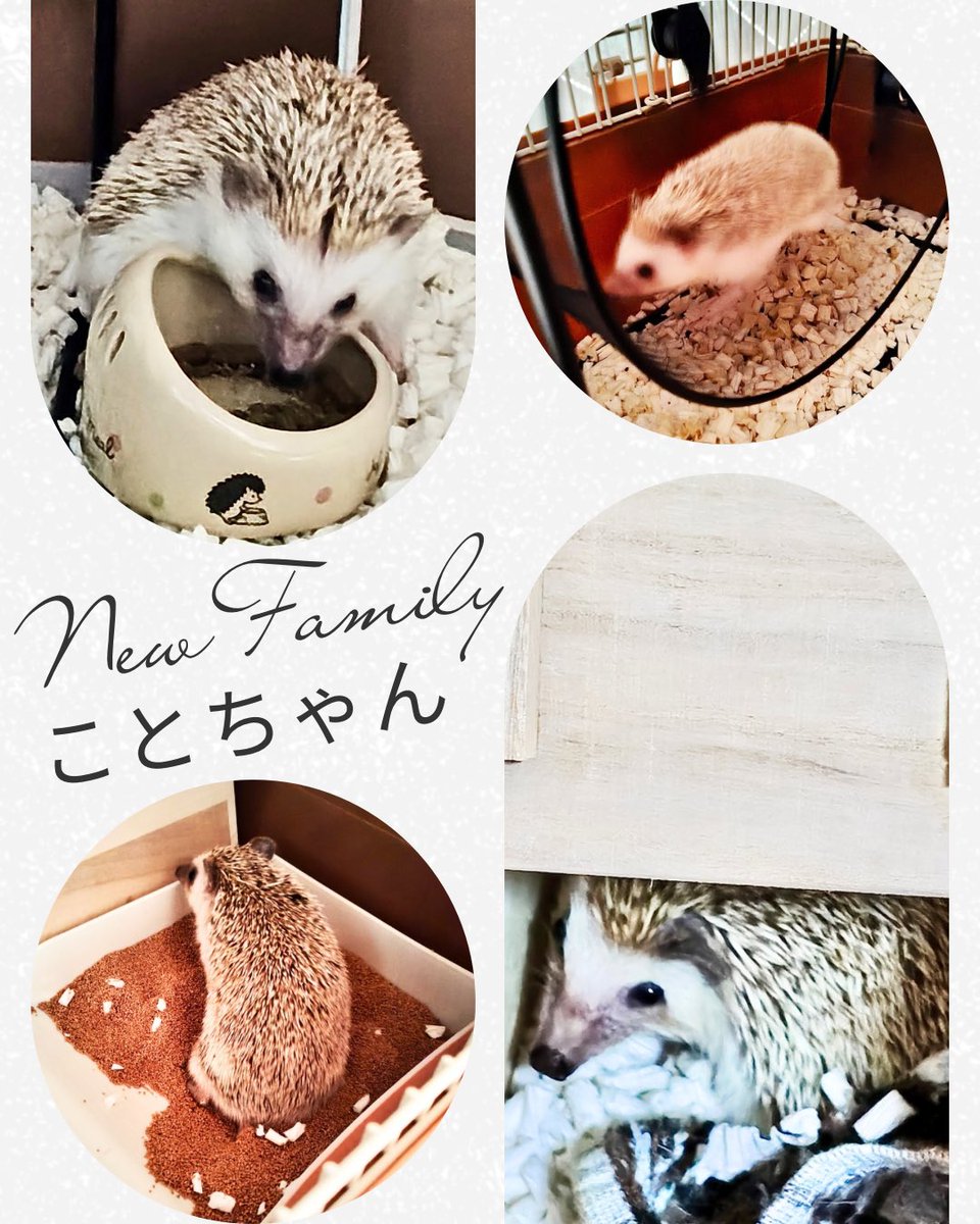 Hanami (@hanami0620) / Posts / X