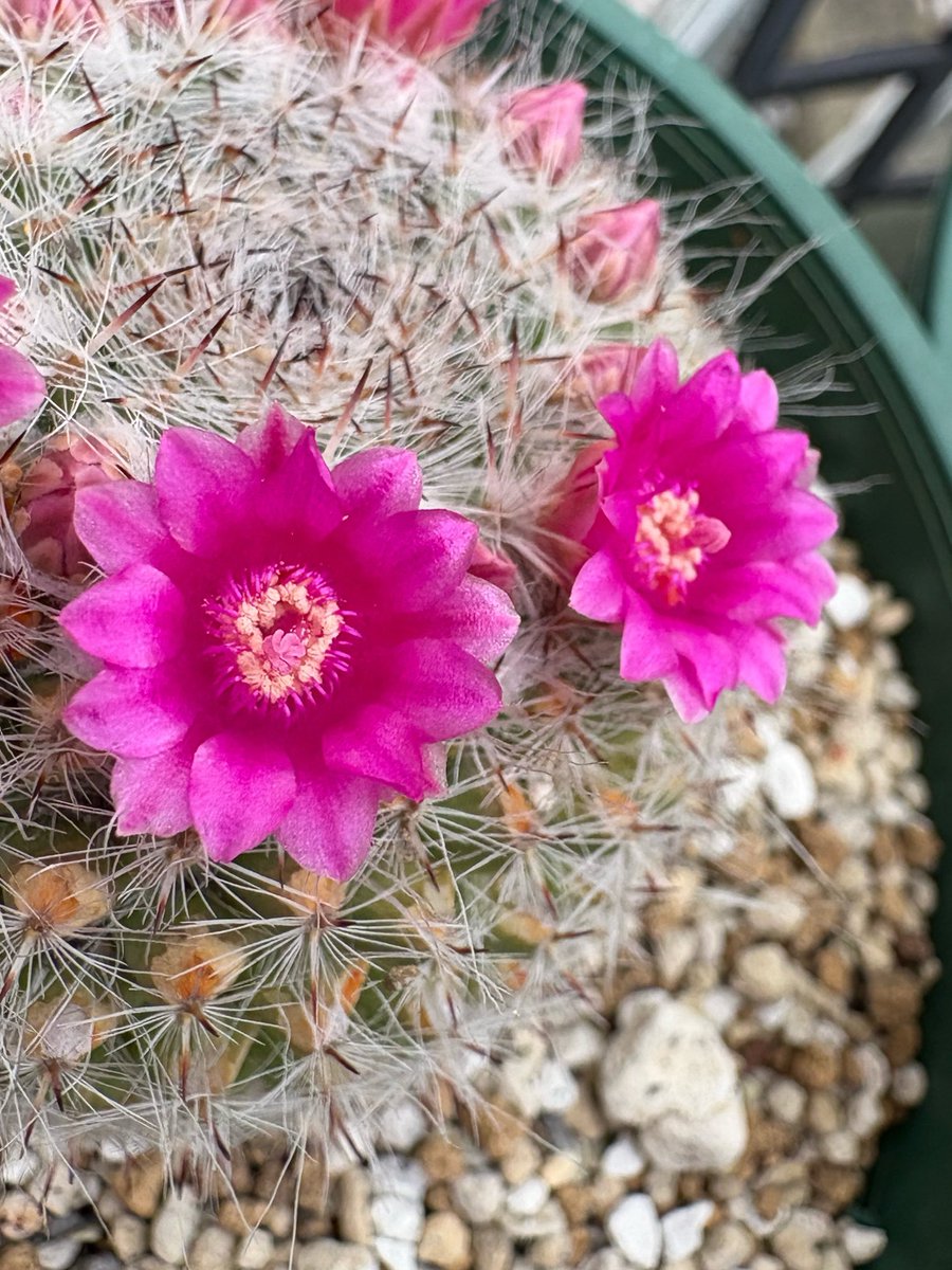 多肉植物、花真っ盛り！！！ サボテンちゃんも毎年咲いてくれて