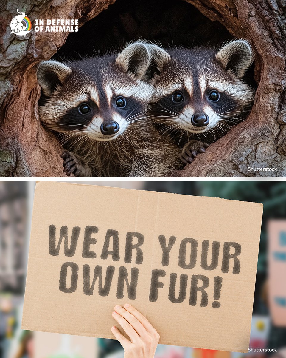 IDAUSA's tweet photo. ICYMI: #Etsy’s #fur ban is a major win for animals and compassionate shoppers. More than 14,000 In Defense of Animals supporters spoke up to help close a cruel loophole &amp; push fashion toward compassion.
More: https://t.co/AtiQPxvvEU
RT &amp; https://t.co/zAbMSFsmlH
#BanFur #FurFree https://t.co/HYgI3ZHYgU