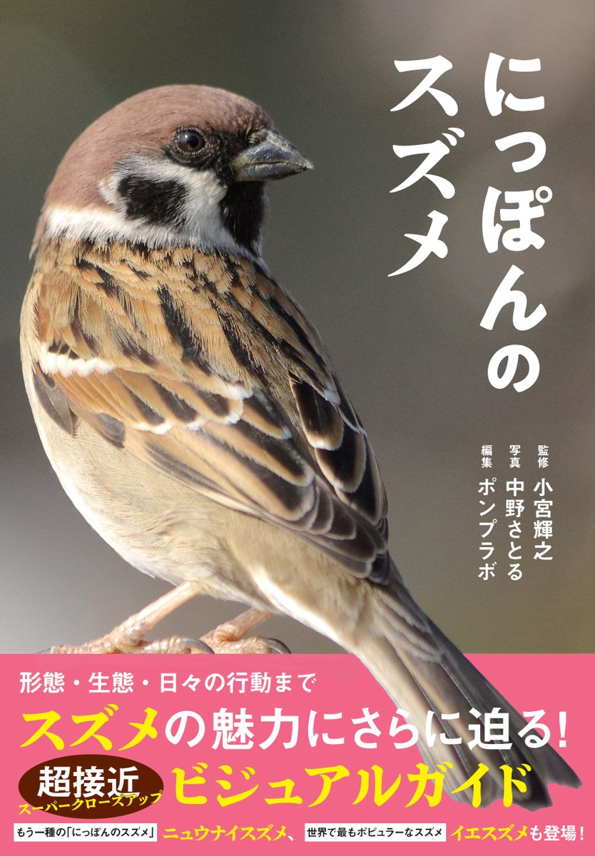 kanzenshop's tweet photo. 5/10～5/16は愛鳥週間

最も人の身近にいるけれどその姿や生活の詳細についてはあまり知られていなかったスズメ。
彼らのふしぎとひみつにあらためて気づく一冊

『にっぽんのスズメ』

他、にっぽんの野鳥シリーズ好評発売中です🐦
https://t.co/iXjyb7Ra5T https://t.co/Cq9RZc5PLO