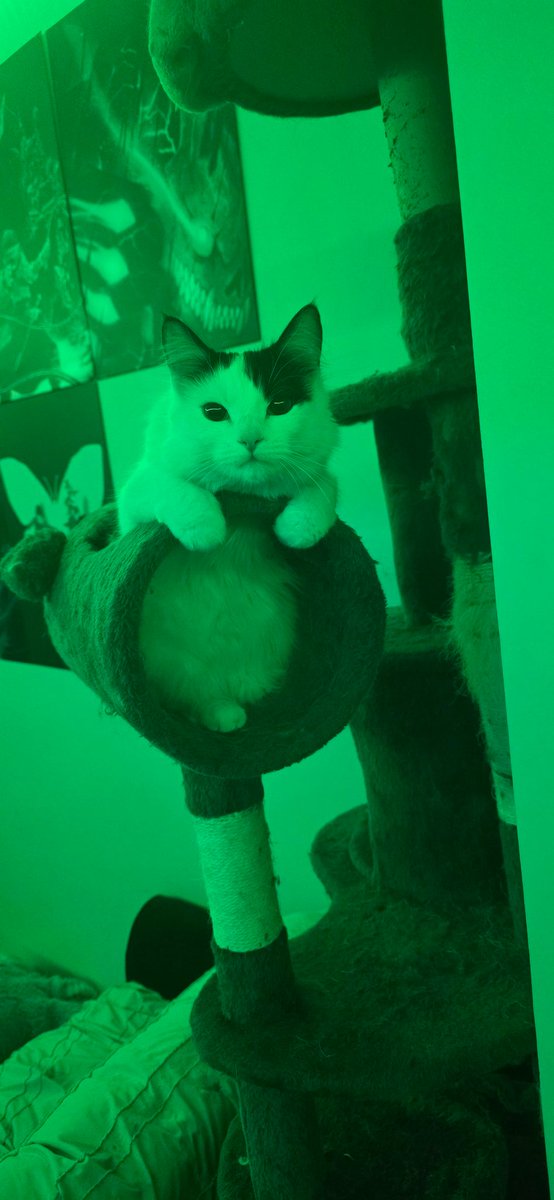 Dimma_Daddy's tweet photo. SHUT THE FUCK UP AND LOOK AT MY CAT https://t.co/vHDT405U6z