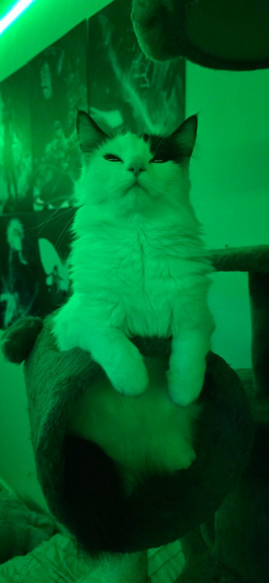 Dimma_Daddy's tweet photo. SHUT THE FUCK UP AND LOOK AT MY CAT https://t.co/vHDT405U6z