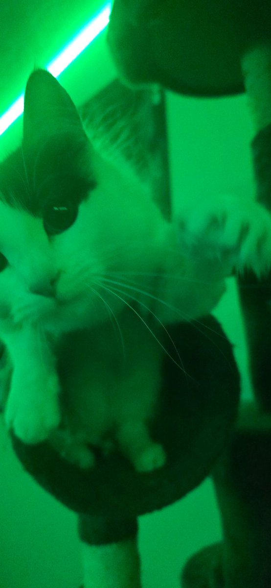 Dimma_Daddy's tweet photo. SHUT THE FUCK UP AND LOOK AT MY CAT https://t.co/vHDT405U6z