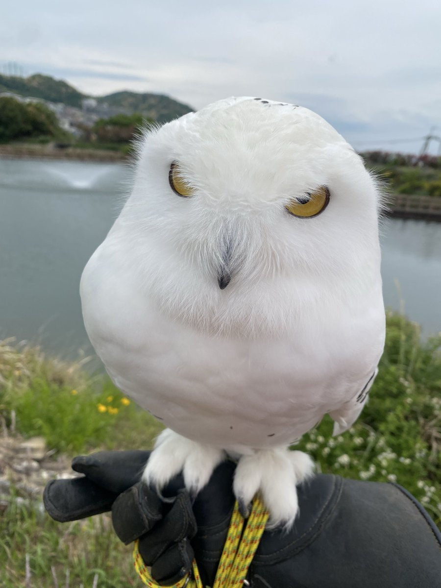 wattan0214's tweet photo. Daytime walk🦉✨
昼さんぽ
#シロフクロウ #snowyowl #fluffy #birdlovers #feathery #cute https://t.co/D8kbPJ7PMm