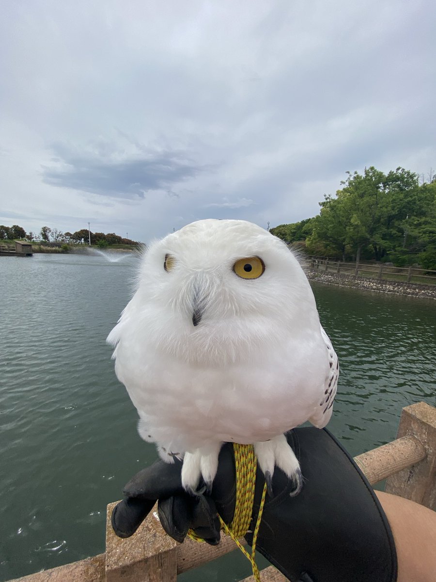 wattan0214's tweet photo. Daytime walk🦉✨
昼さんぽ
#シロフクロウ #snowyowl #fluffy #birdlovers #feathery #cute https://t.co/D8kbPJ7PMm