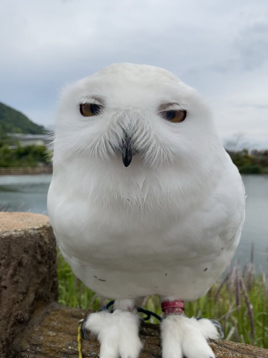 wattan0214's tweet photo. Daytime walk🦉✨
昼さんぽ
#シロフクロウ #snowyowl #fluffy #birdlovers #feathery #cute https://t.co/D8kbPJ7PMm