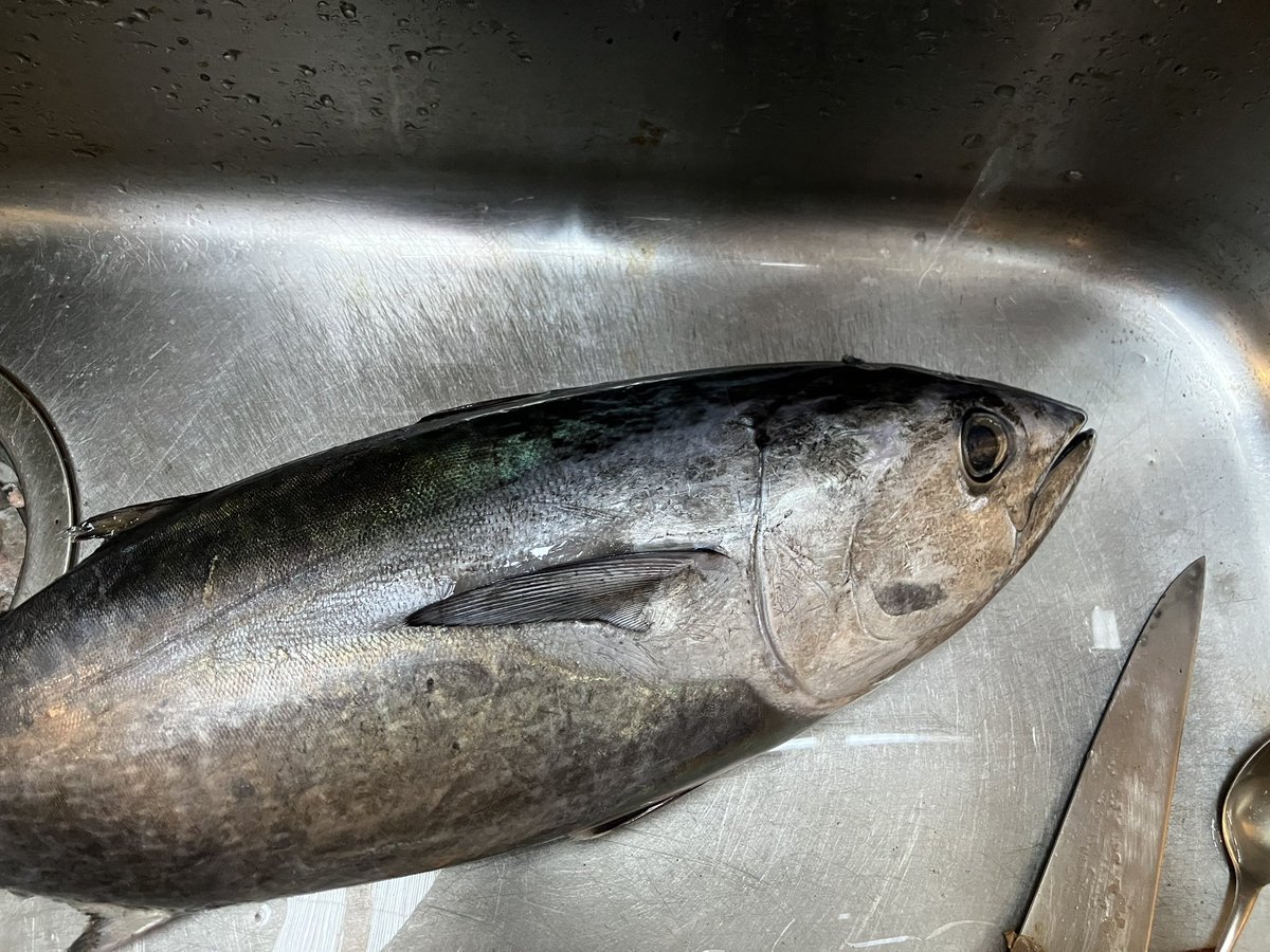 929Sumi's tweet photo. それと朝獲れのお魚があまり獲れない様で　家で食べるのに捌いて親戚に配ったりして　お野菜をもらって帰えってます。物々交換になっています。魚を捌く様になってやっと一年かな？まだ面白くて楽しんでいますが　体力を消耗している感じで(捌くのに　こんなに体力と気力を使うと思っていなかった😅) https://t.co/cZTOVLdr84