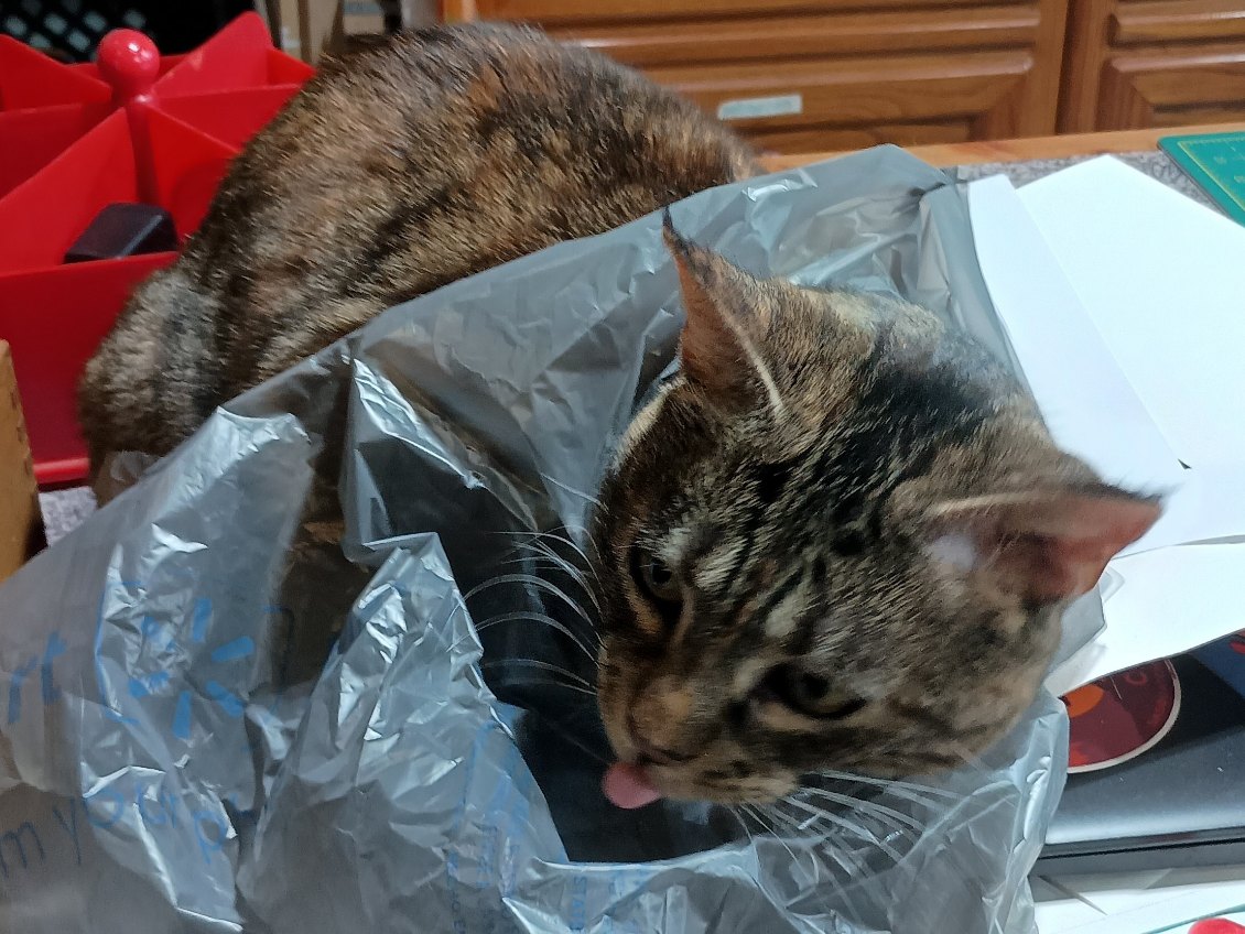 CodySutcliffe4's tweet photo. @SkyAboveMe_Art One of my cats doin a blep for you in these trying times https://t.co/eJyJDHG424