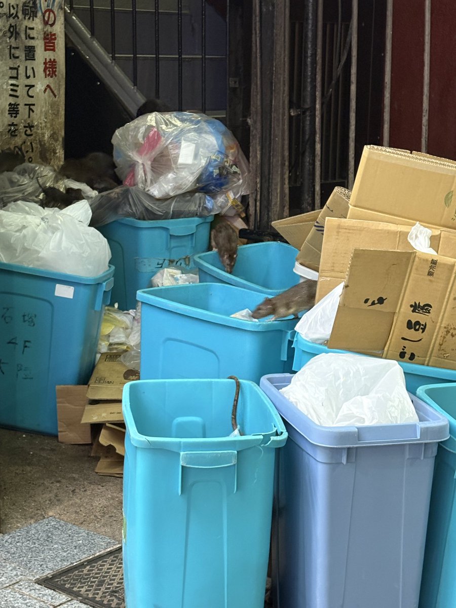 zimingdingg's tweet photo. 纯天然有机猫粮。需要的自取 https://t.co/mC4oImJKtx