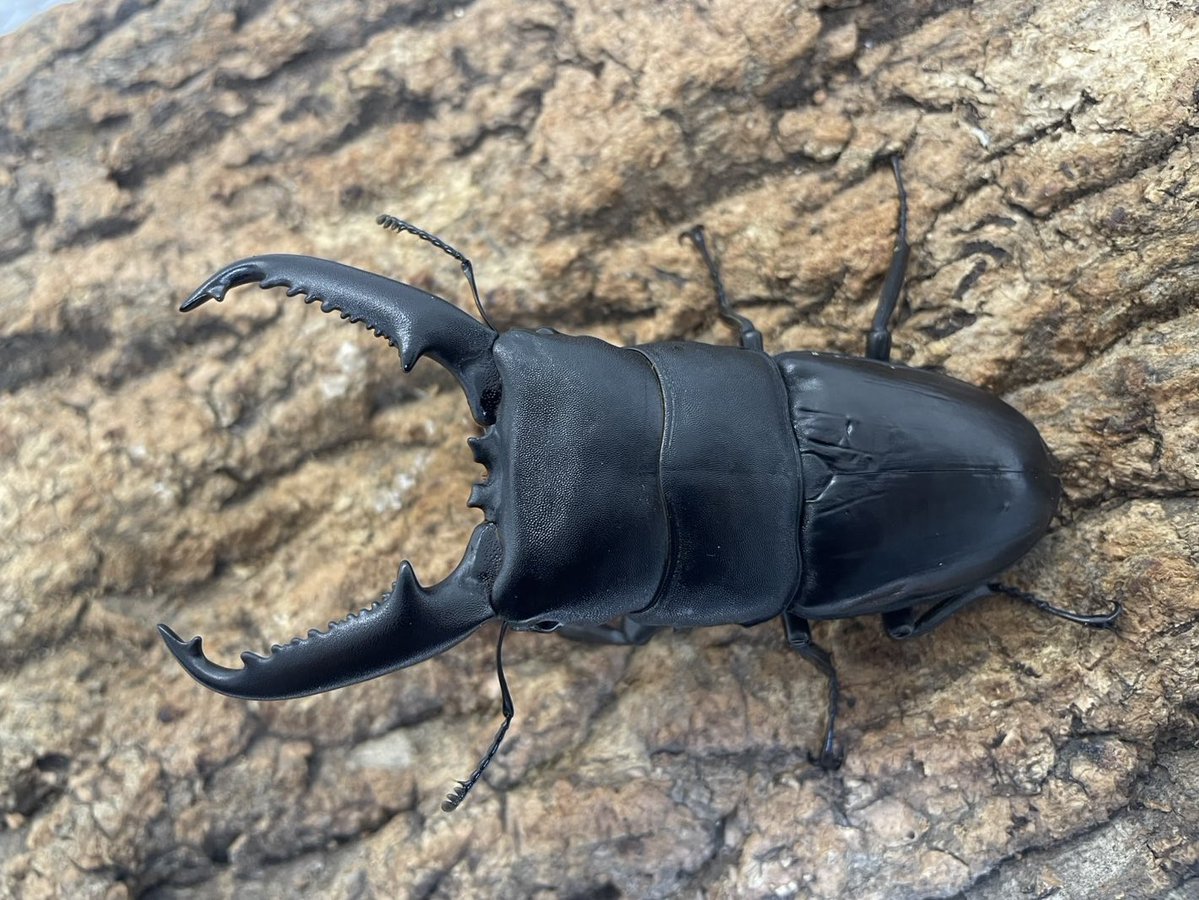 INSECTSHOP KMY(インセクトショップKMY) tweet media