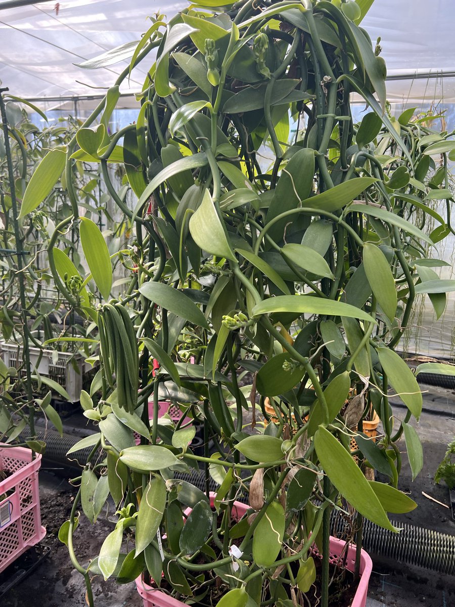 国産バニラ、ツル状のラン科植物(胡蝶蘭なと一緒)であること、もっと広まってほしい。

#国産バニラ #国産 #バニラビーンズ #バニラ #農業 #日本産