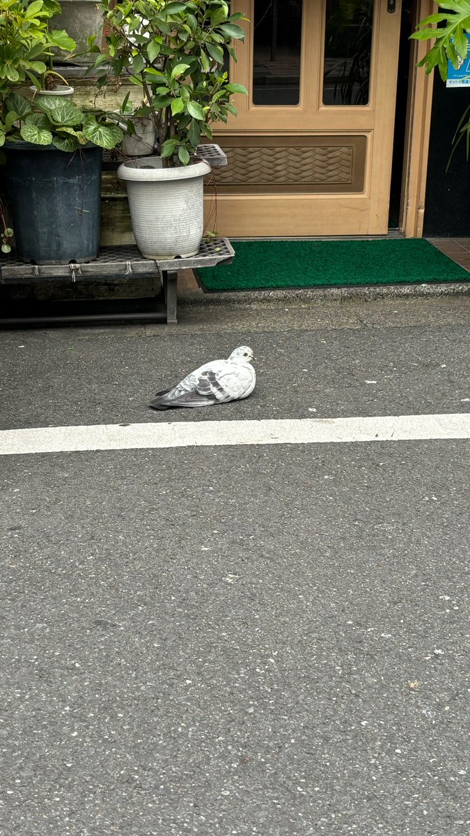 ノレー彡ン tweet media
