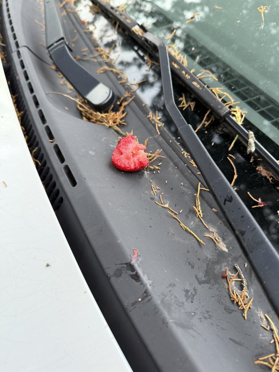 maraschino cherry hate account tweet media