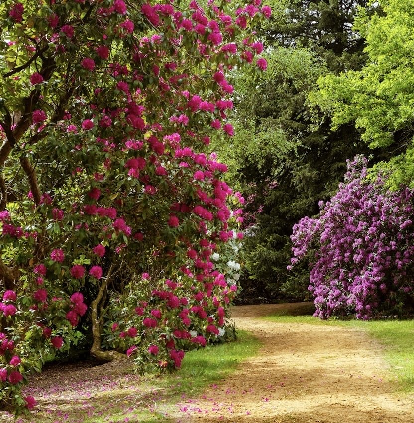 GardenOwne19328's tweet photo. Name-Rhododendron
A walk through these blooming Rhododendrons feels like stepping into a dream. Nature's colors are truly unmatched! 🌸✨
#Rhododendrons #GardenPath #NaturePhotography #SpringBlooms #FloralBeauty #GardenLovers #FlowerMagic #NatureWalk https://t.co/Qvi3FoSQNd
