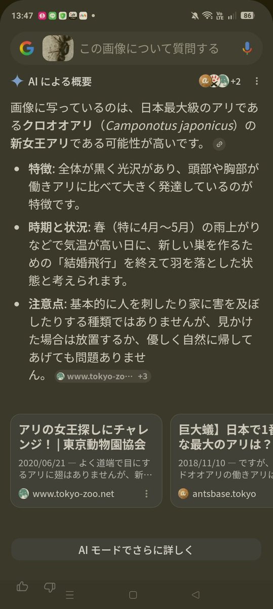 nemo117's tweet photo. https://t.co/s9LtGzCBEU
ベランダでクソデカいアリを見つけてよもや女王か！？と思ったらそうだったっぽかった　マジででかいな…2センチくらいあったぞ多分 https://t.co/IKYYWhJUdf
