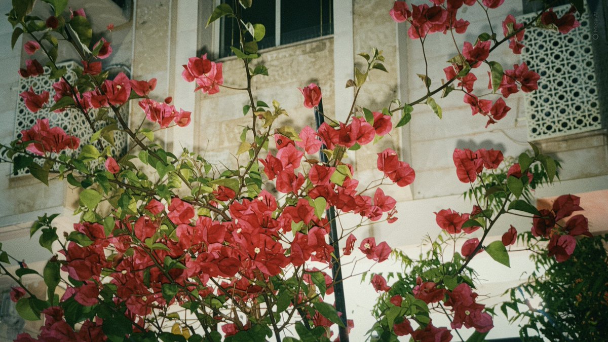 Roaa7_'s tweet photo. 20.11
🪄🌴☀️🌸 
-
وهـا أنا أمشي .. لا أبتغي غايةً سوى وجودي
أُعانق اللحظة صامتًا .. كأنها صوت خلودي https://t.co/vEx72vW9U1