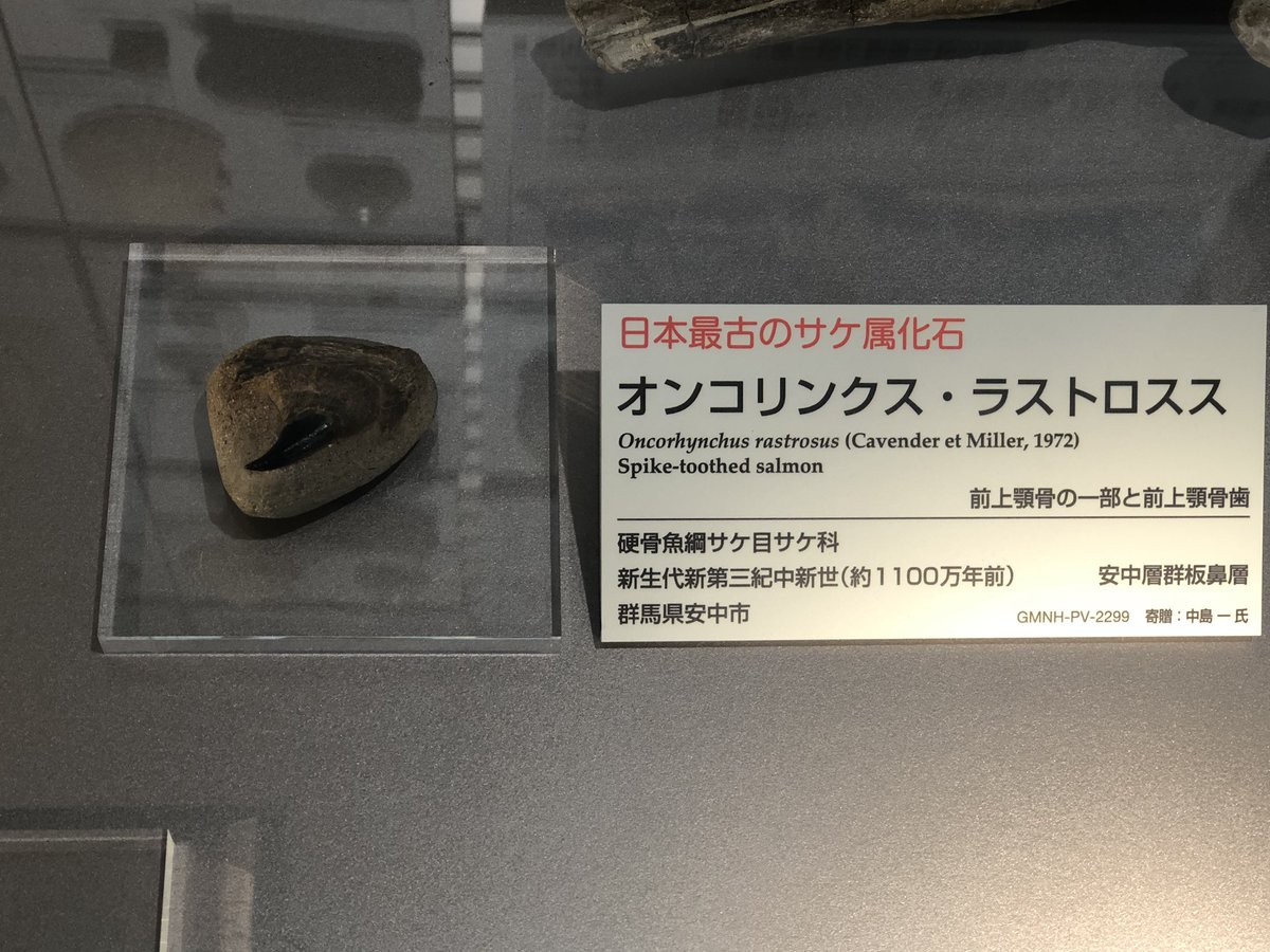 日本最古のサケ属化石。 北西太平洋域からは初の化石記録らしい。 板鼻