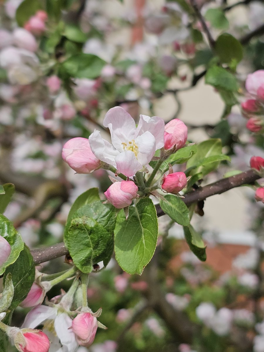 Matombar's tweet photo. Apple tree on my way to work 🍎 https://t.co/XTFvx5Chcj