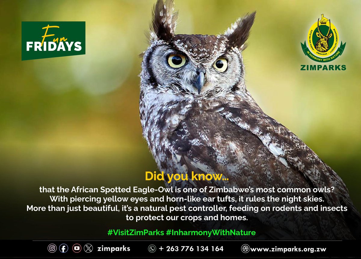 Zimparks's tweet photo. Fun Fridays…..
#africanspottedeagle
#inharmonywithnature https://t.co/MwGd9iXgh6