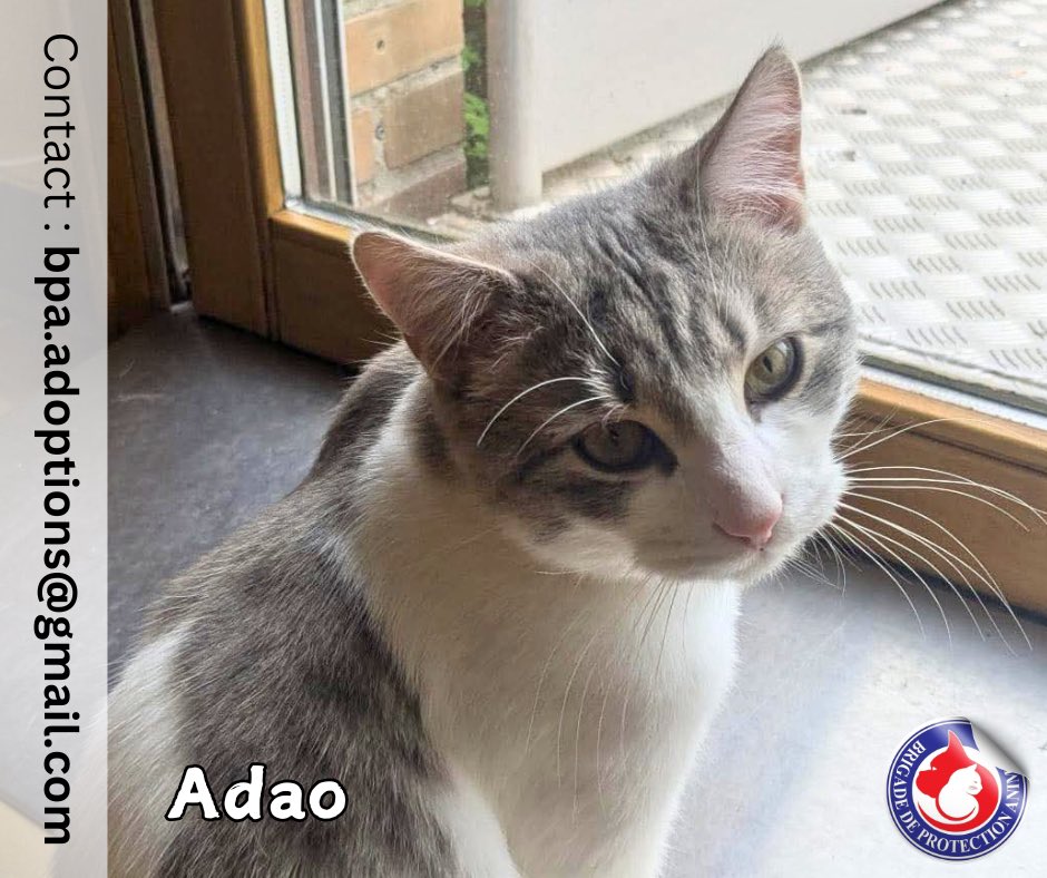 Brigade de Protection Animale – BPA tweet media