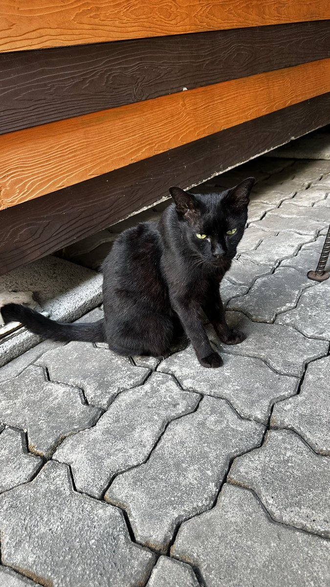 new 🐈‍⬛🏳️‍🌈🏳️‍⚧️ #ปกป้องโฉนดชุมชน tweet media