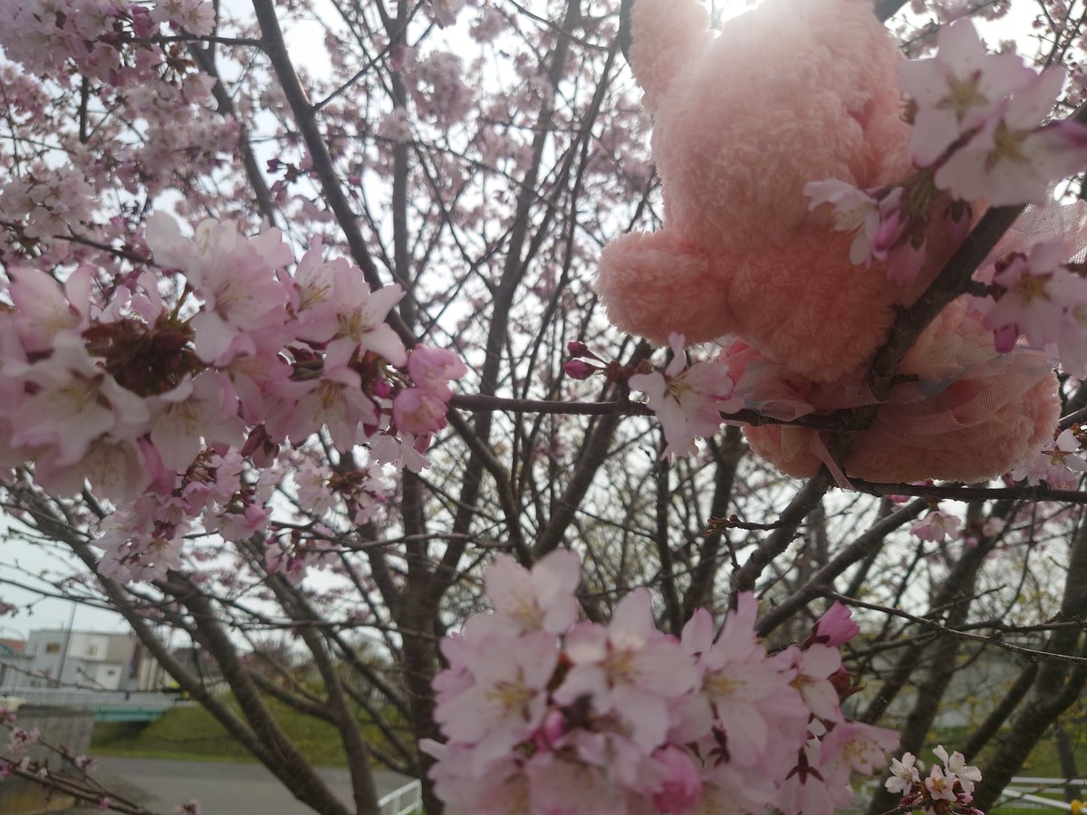 vivi02rabbit's tweet photo. 北国にも春がきたよ🌸
#うさバ #うさぬい #桜 https://t.co/QM6vU4gVVv