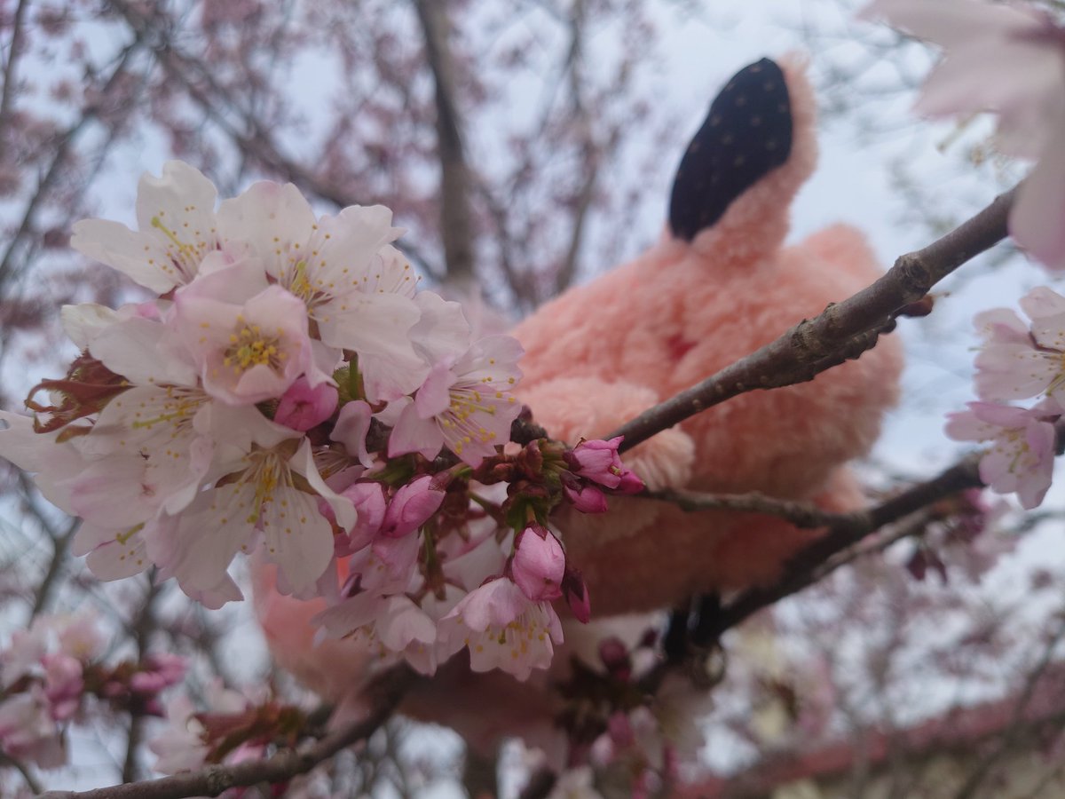 vivi02rabbit's tweet photo. 北国にも春がきたよ🌸
#うさバ #うさぬい #桜 https://t.co/QM6vU4gVVv