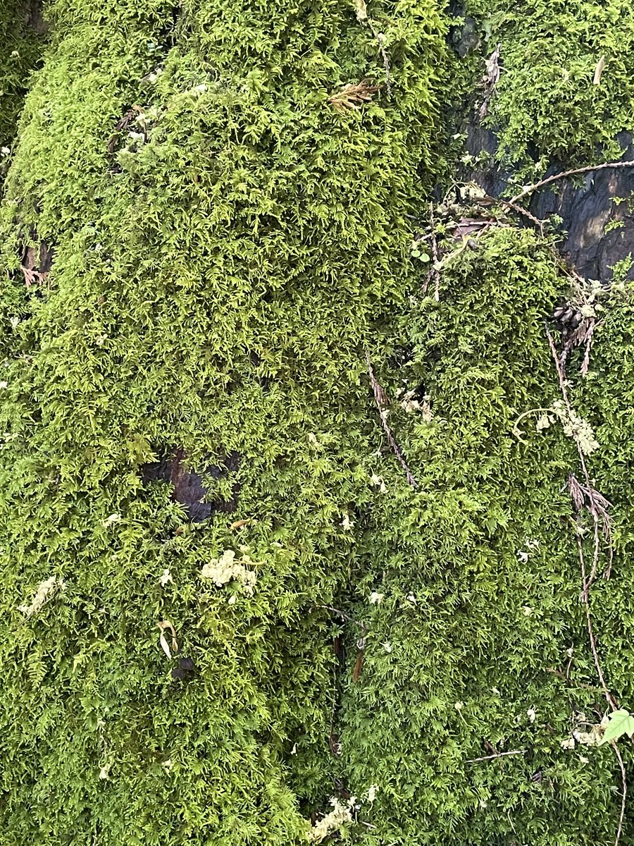 liv 🌲 tweet media