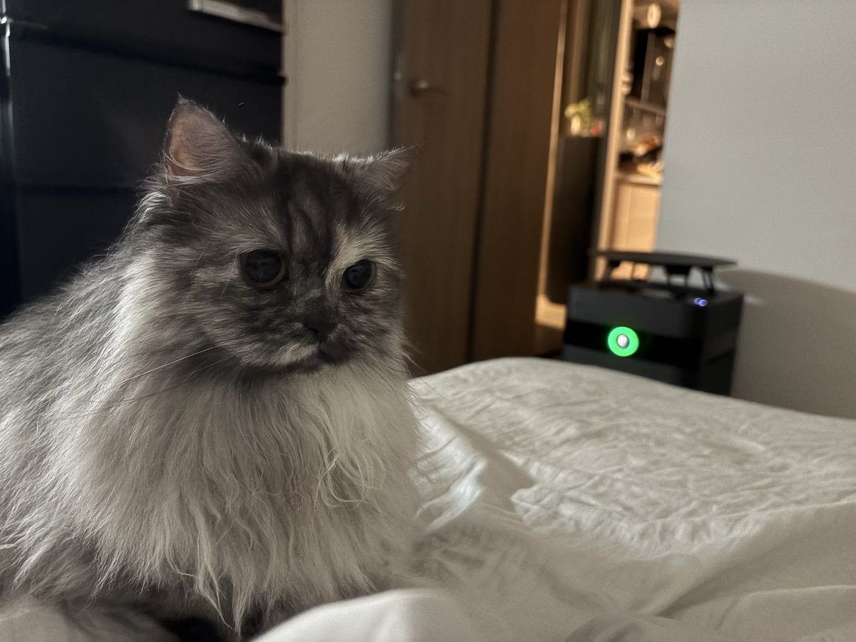 Leoru___'s tweet photo. miuたんとふたりで寝てるのを目撃した顔
#neko #猫のいる暮らし𓏲𓎨 #猫好きさんと繋がりたい https://t.co/Cn3LFTnDlR