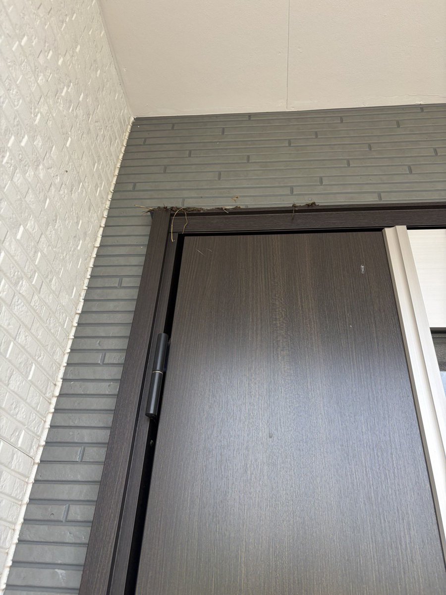 ツバメが玄関に🚪巣を作り始めてる
