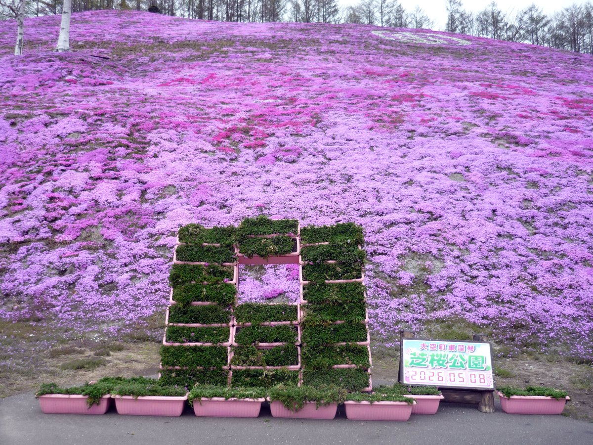 薄ピンク紫地の草色横縞の３点セット 札苅村上芝桜園開花情報｜木古内町観光協会