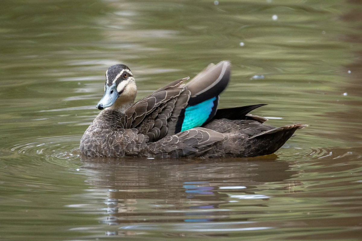 BP_Chua's tweet photo. Pacific Black Duck 
#bird #nature #wildlife #animal #photography #duck https://t.co/NY2t22VoE6