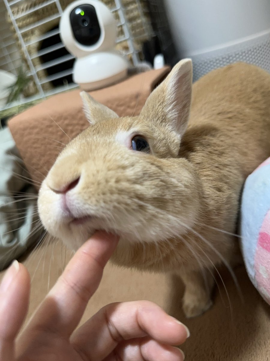 あいちゃん❀きなこ🐰 tweet media