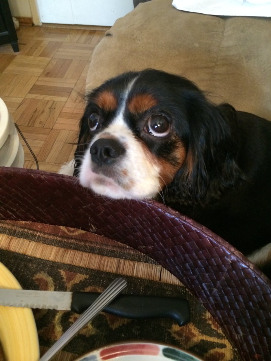 Dexter the Angel Cavalier😇💙🪽🌈 tweet media