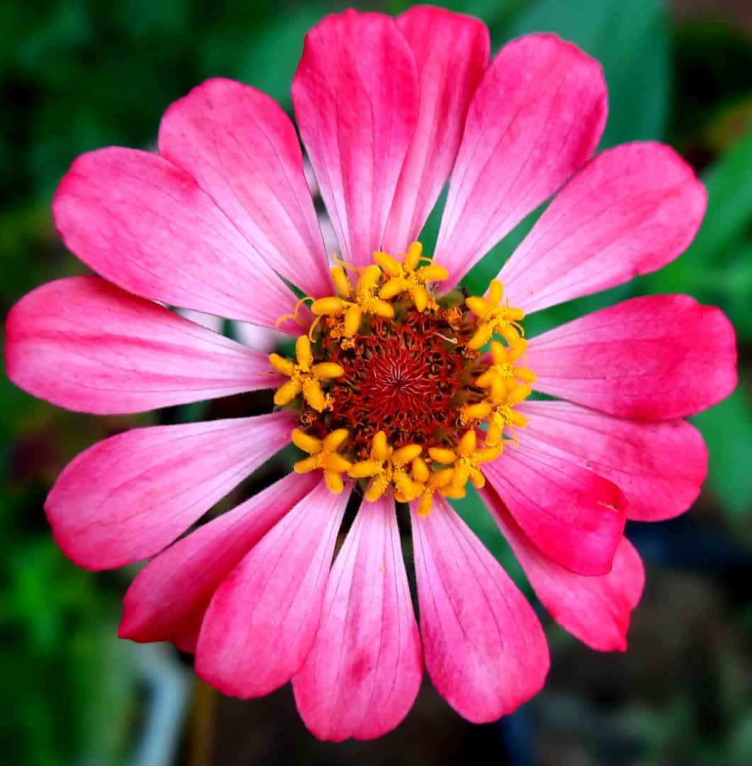 It's flower friday.  #theme_pic_world_flowers