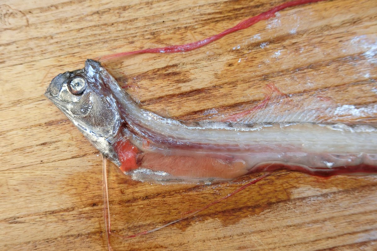 isolado50718699's tweet photo. 今週末の鳥海アートフェスに参加します。
今回は展示用の魚の骨格標本を幾つか持って行く予定です。
オニカマス、GT、シイラ、ゴマモンガラets・・・
ちょっと珍しいかもしれない小さなリュウグウノツカイの骨とかラブカの半身骨格とかギンザメの頭骨とかもあるかも。
興味ある人は是非この機会に https://t.co/8rS7PXdtNo