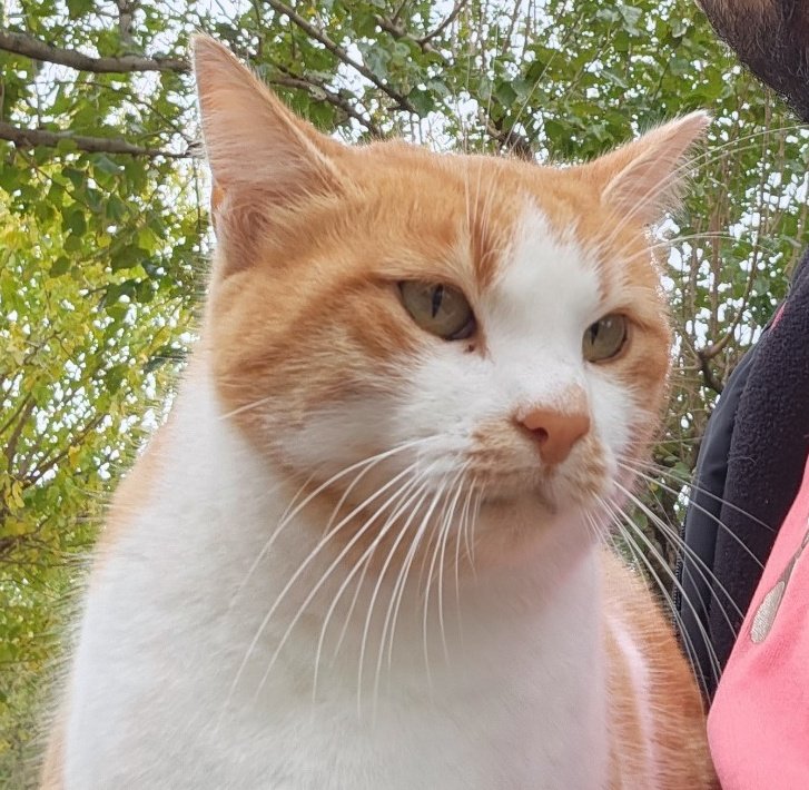 Merhaba ben mercimek köftesi,

Kedi izmir aşırı yakışıklı bir köfte