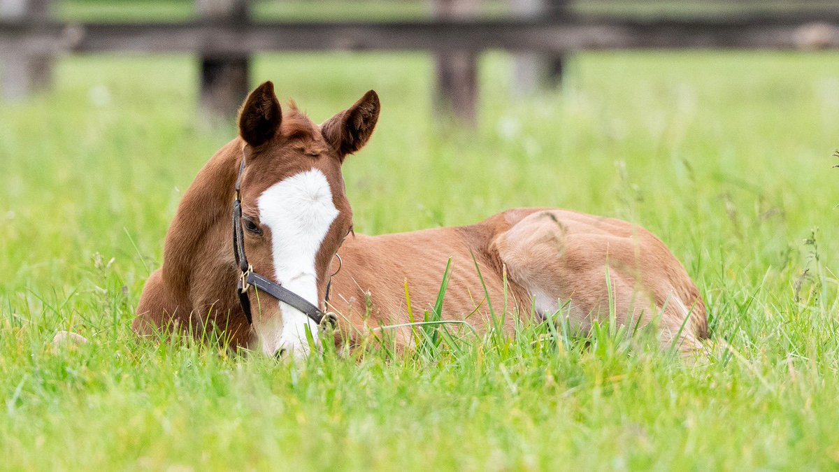BlueDiamondStd's tweet photo. #FoalFriday G1 winner Chili Flag has foaled this flashy filly by @TMStallions Not This Time 😍

Chili Flag, winner of the G1 Just A Game Stakes at Saratoga for Chad Brown, is a daughter of Cityscape - and you can see his sire Selkirk in her! Chili Flag now goes to Frankel https://t.co/idX5raeBDP