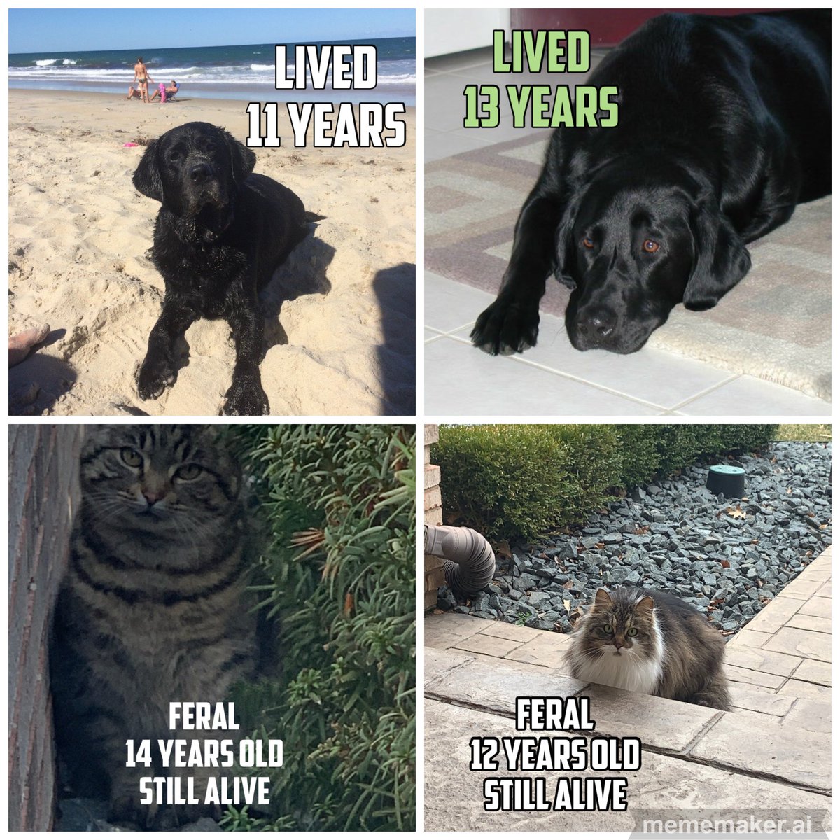 ThisAgain1163's tweet photo. @DavidWolfe Why do the feral cats I feed outlive my dogs? 

Because the only time either of the cats have been to a Vet was to be TNR’d. 

This meme is two years old and both cats are still alive and my last Lab has been gone over three years now 💔 https://t.co/0c99U10UKh