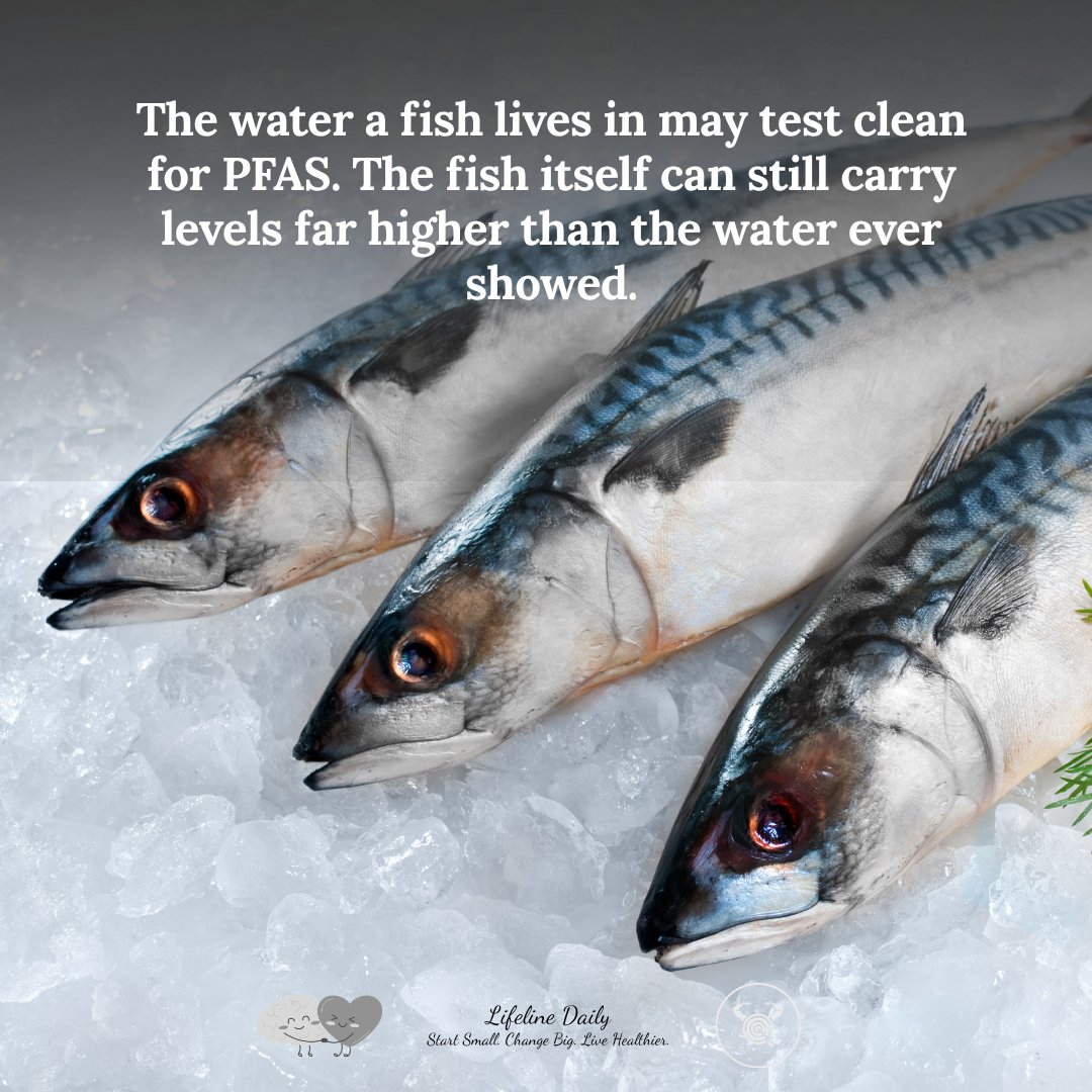 LifelineDaily's tweet photo. A water quality test can show low PFAS levels. The fish living in that water can still carry concentrations far higher than the water ever measured.

This is bioaccumulation. Fish absorb PFAS through their gills and through every smaller organism they eat. Each meal adds more. Over a lifetime, PFAS concentrate in body tissue to levels that significantly exceed what is detectable in the surrounding water.
A clean water test is not a clean fish test. The two measure different things.

Freshwater fish carry the highest risk — particularly those from lakes and rivers near industrial sites, military bases, or heavily farmed land. Several regions have already issued health advisories recommending limits on locally caught freshwater fish for exactly this reason.

Ocean fish and certified farmed fish generally carry lower PFAS levels, though this varies by species and source.

If you fish recreationally or buy locally sourced freshwater fish, checking for advisories in your area is worth a few minutes of your time.

Do you eat freshwater fish regularly — and have you ever looked up local advisories where you live?

#LifelineDaily #FoodSafety #Nutrition