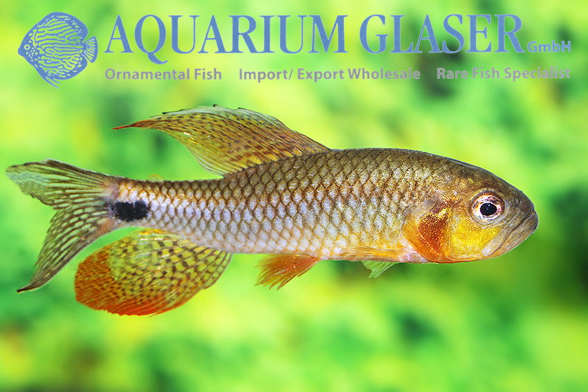 Aquarium Glaser GmbH tweet media