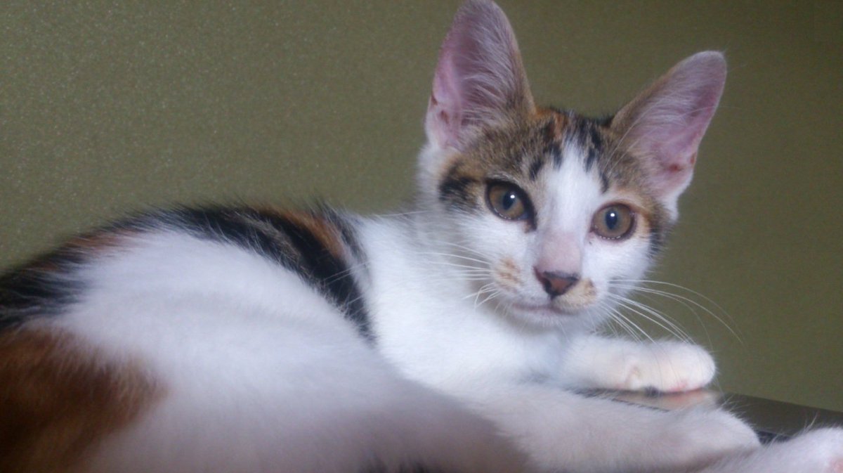 snowwill_ow's tweet photo. RT@hajimecat
神奈川県で三毛猫の「はじめ」を探しています。
しっぽの長い三毛猫。
背中はしっかり三毛柄。
耳が大きい女の子です。
事情があり区外市外でも探しています。 
#拡散希望 #迷い猫 #三毛猫 
#神奈川県 #横浜市 #泉区 より 2015.10.26～迷子 
https://t.co/qdPbCPGjuO