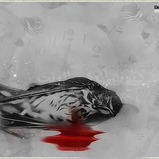 boumitrif's tweet photo. قد يظن البعض أن العصفور يرقص طربا حين ذبحه، لكنه يرقص مذبوحا من الألم.
قد نرى الأخر يصلى في نار أوجاعه وهمومه ونحسبه يسلى بملهيات الحياة فرحا متقلبا في نعيم عذب.
نحن نخسر بعضنا بوهم يطرق الرأس والصدر معا، لكننا لا نلتمس عذرا ولا وصلا ولا طبطبة على صدر متعب.
#صالح_الفارسي https://t.co/gzHpj8kW6k