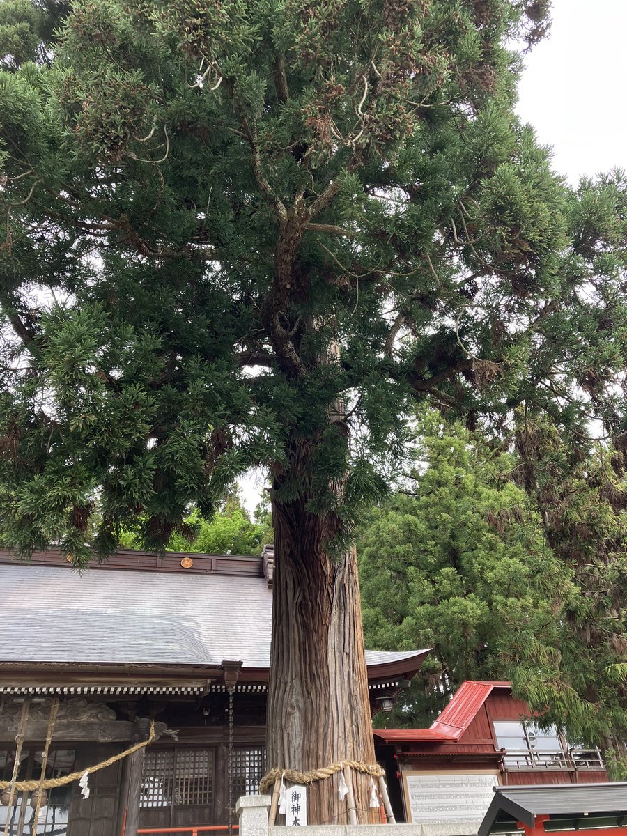 ok_team's tweet photo. 鼬弊稲荷神社の御神木がすごい https://t.co/Mq37MNujRh