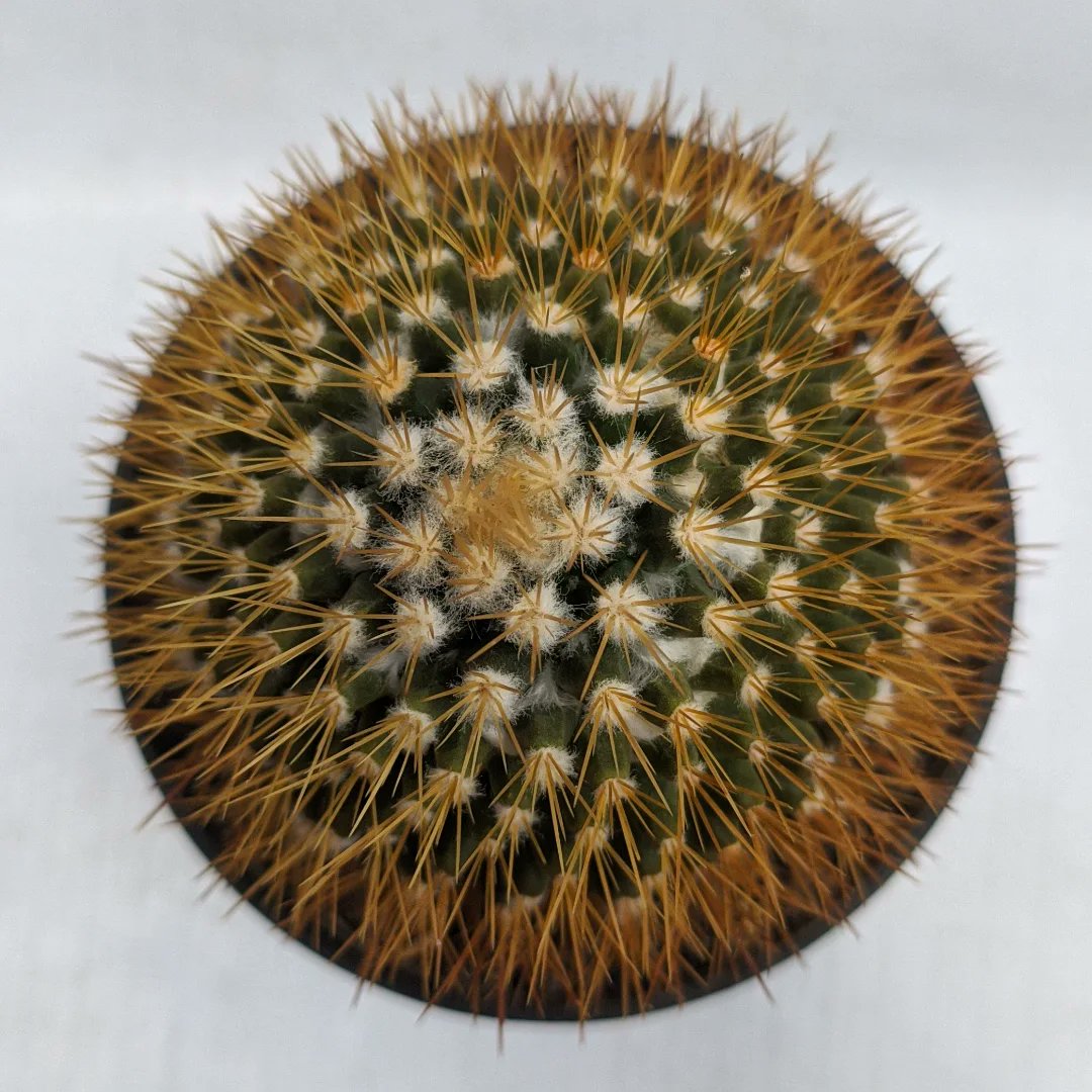 Yellow spikes... 
🌵Mammillaria nivosa