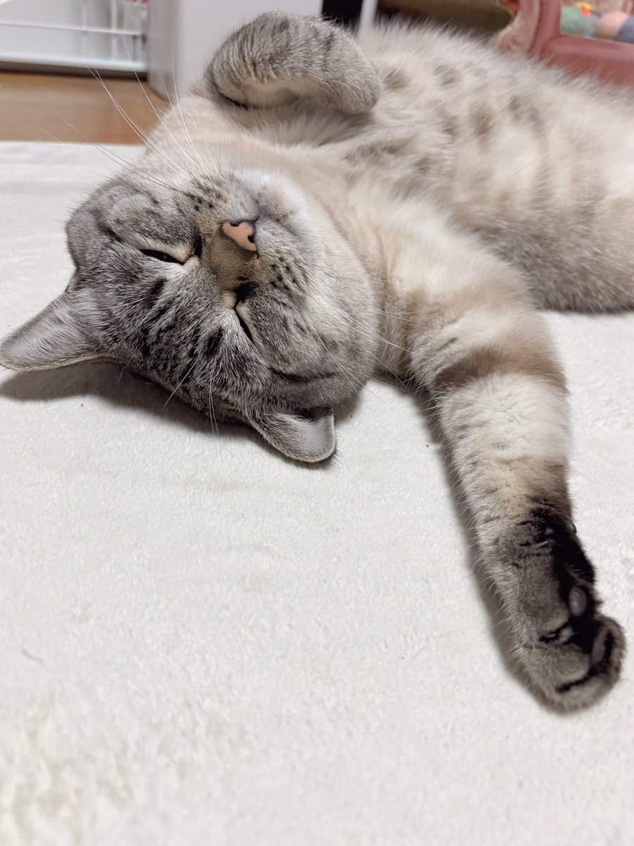 あんこ (@ANCO_DX) / Posts / X