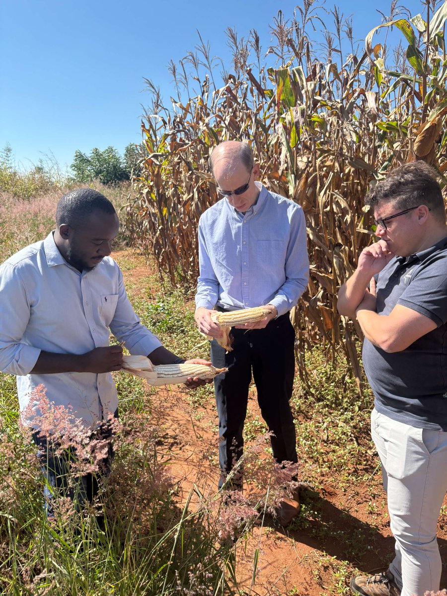 USEmbassyLLW's tweet photo. Chargé d’Affaires Fischer visited Sovereign Metals’ Kasiya mining project to see firsthand how it is already supporting farmers in the area. 🌱 
Through agricultural extension support, maize yields are increasing fivefold — from 1 ton to over 5 tons per hectare. #USAinMalawi https://t.co/4BR3P3duIj