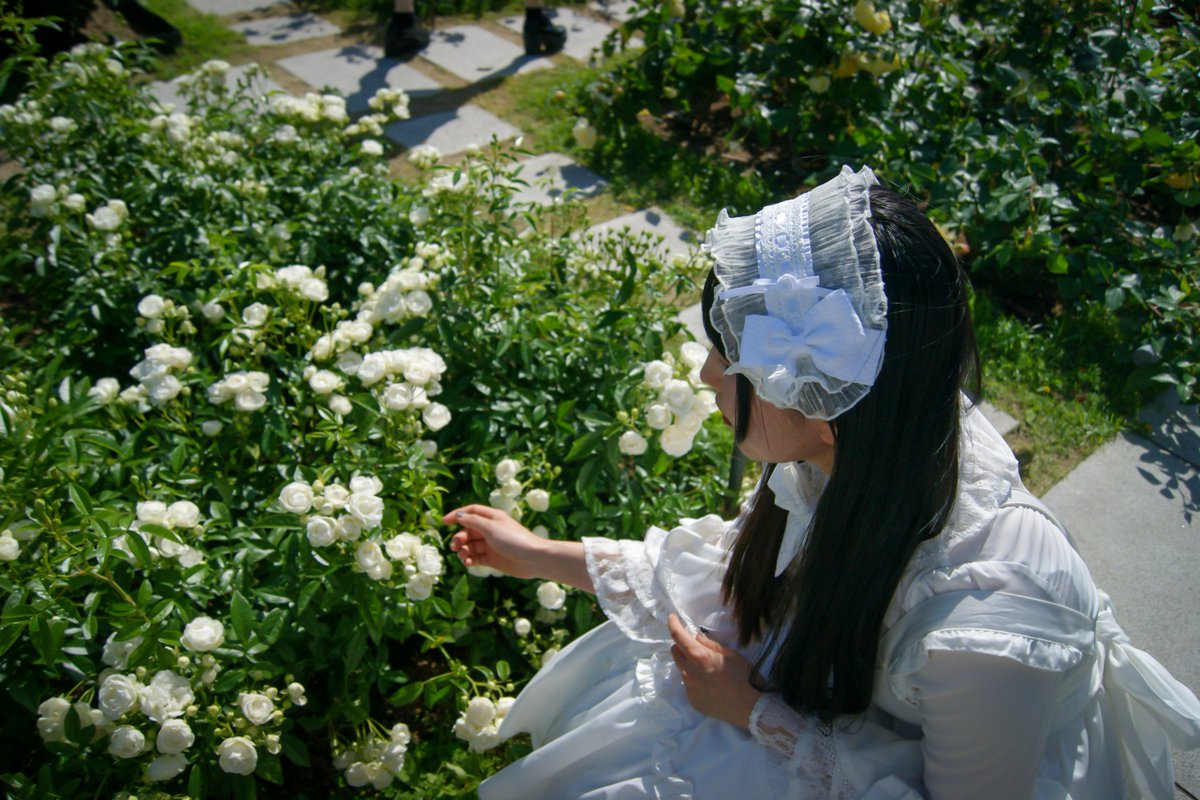Meg_OU_ojou's tweet photo. 薔薇と白ロリって相性いい https://t.co/TpyYLFYhWx