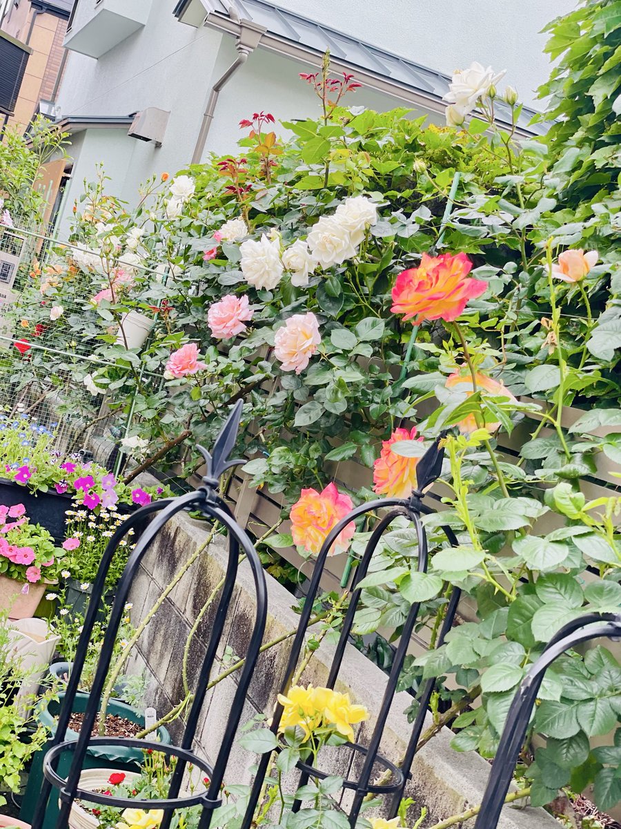 夏菲 tweet media